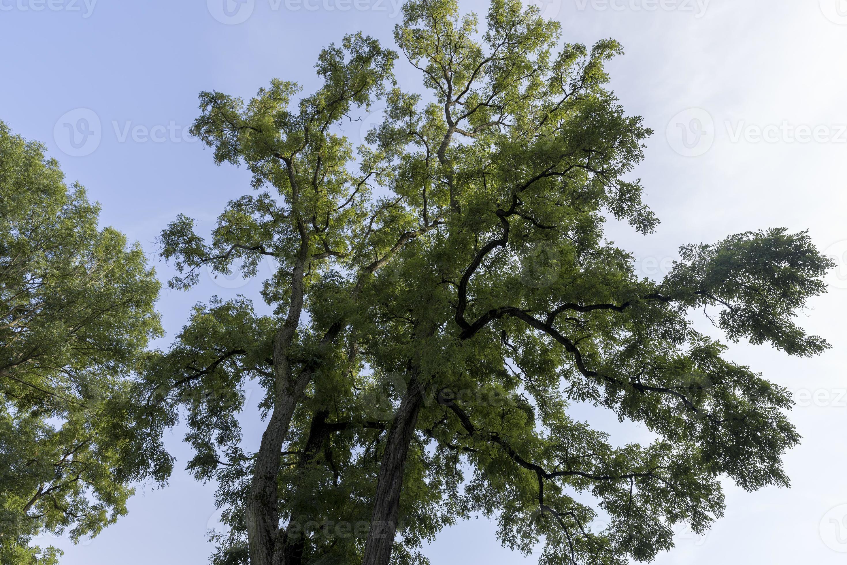 Different trees growing together in the forest 11656965 Stock Photo at