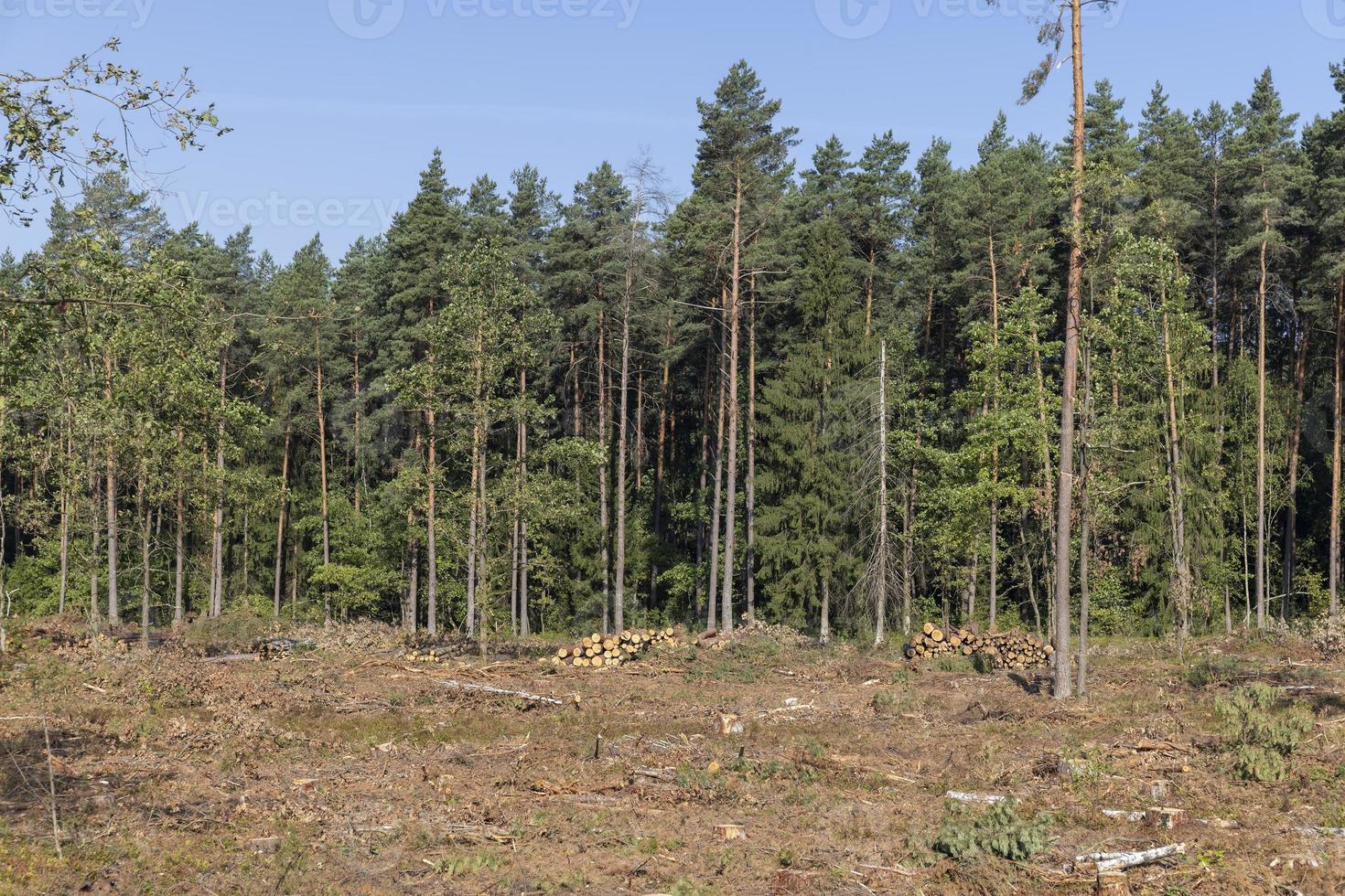 Deforestation for timber harvesting , forest photo