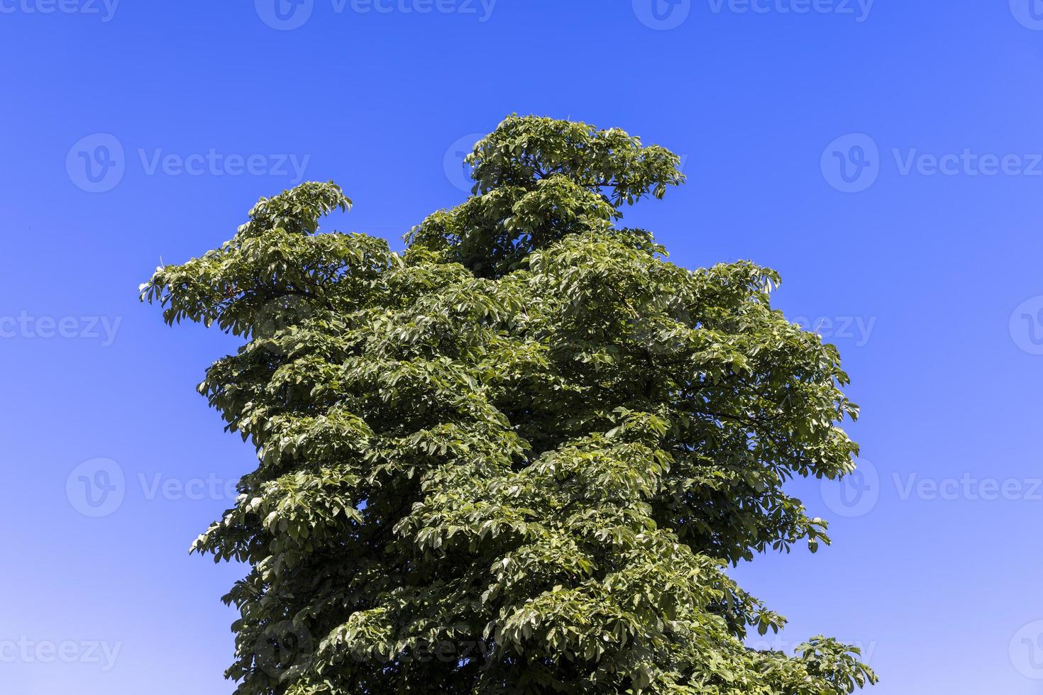 A variety of trees growing in the park 11657570 Stock Photo at Vecteezy