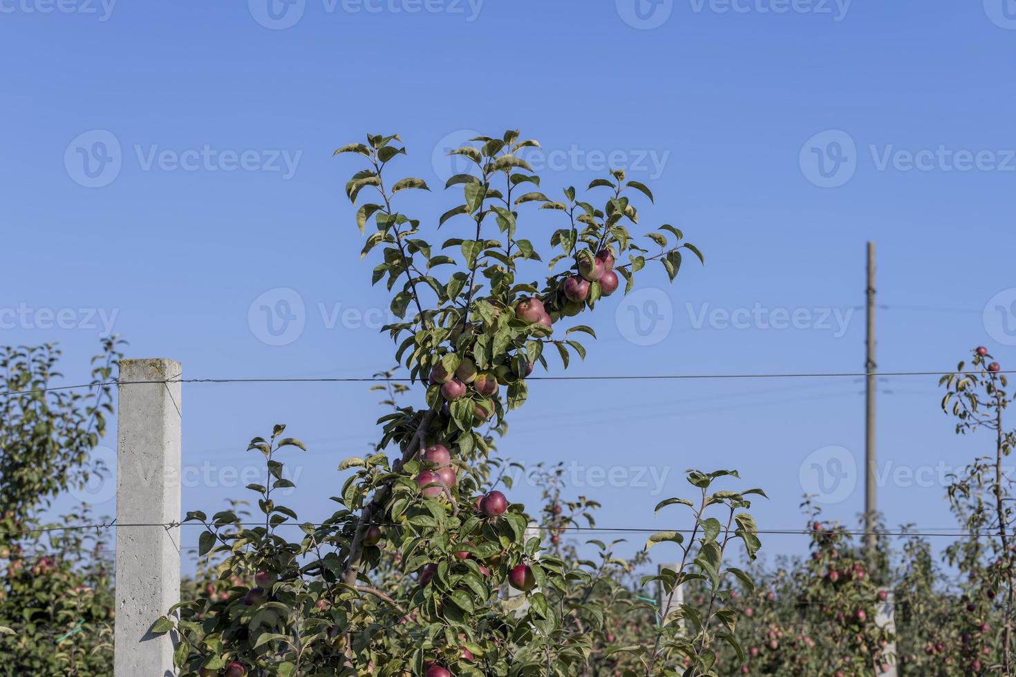 cosecha de manzanas en el huerto de manzanas foto