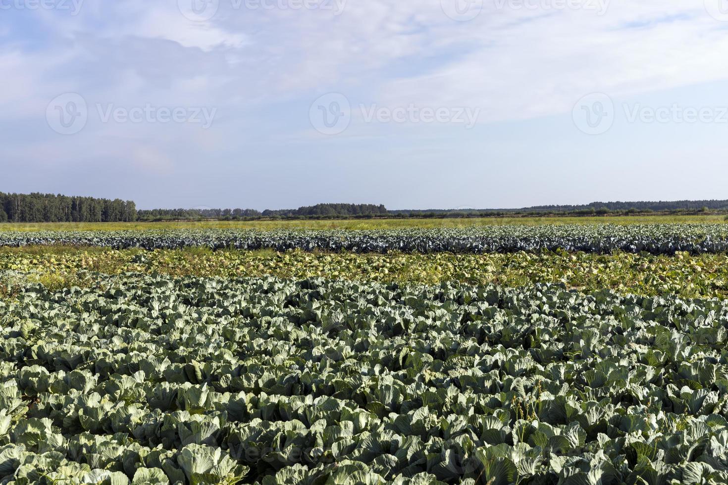 Agricultural field where cabbage is grown in cabbages photo