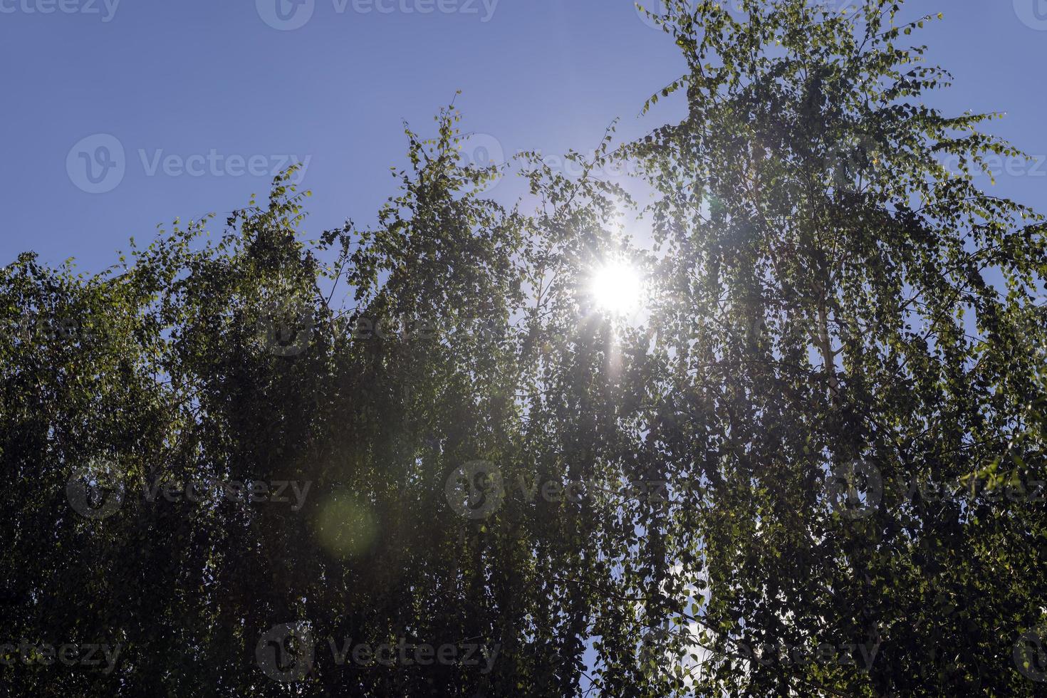 abedul alto en verano foto