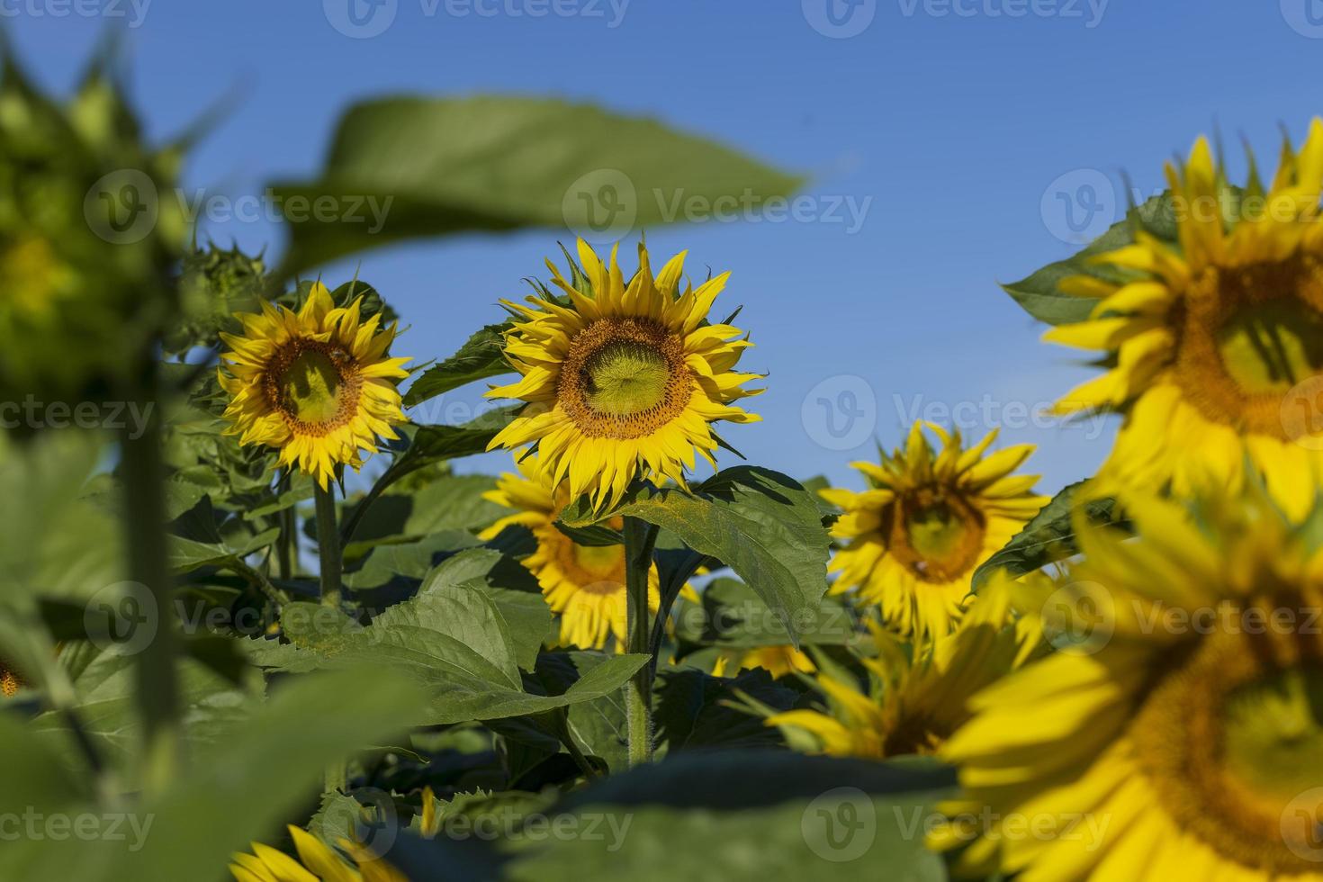 Beautiful blooming yellow sunflowers in the summer photo