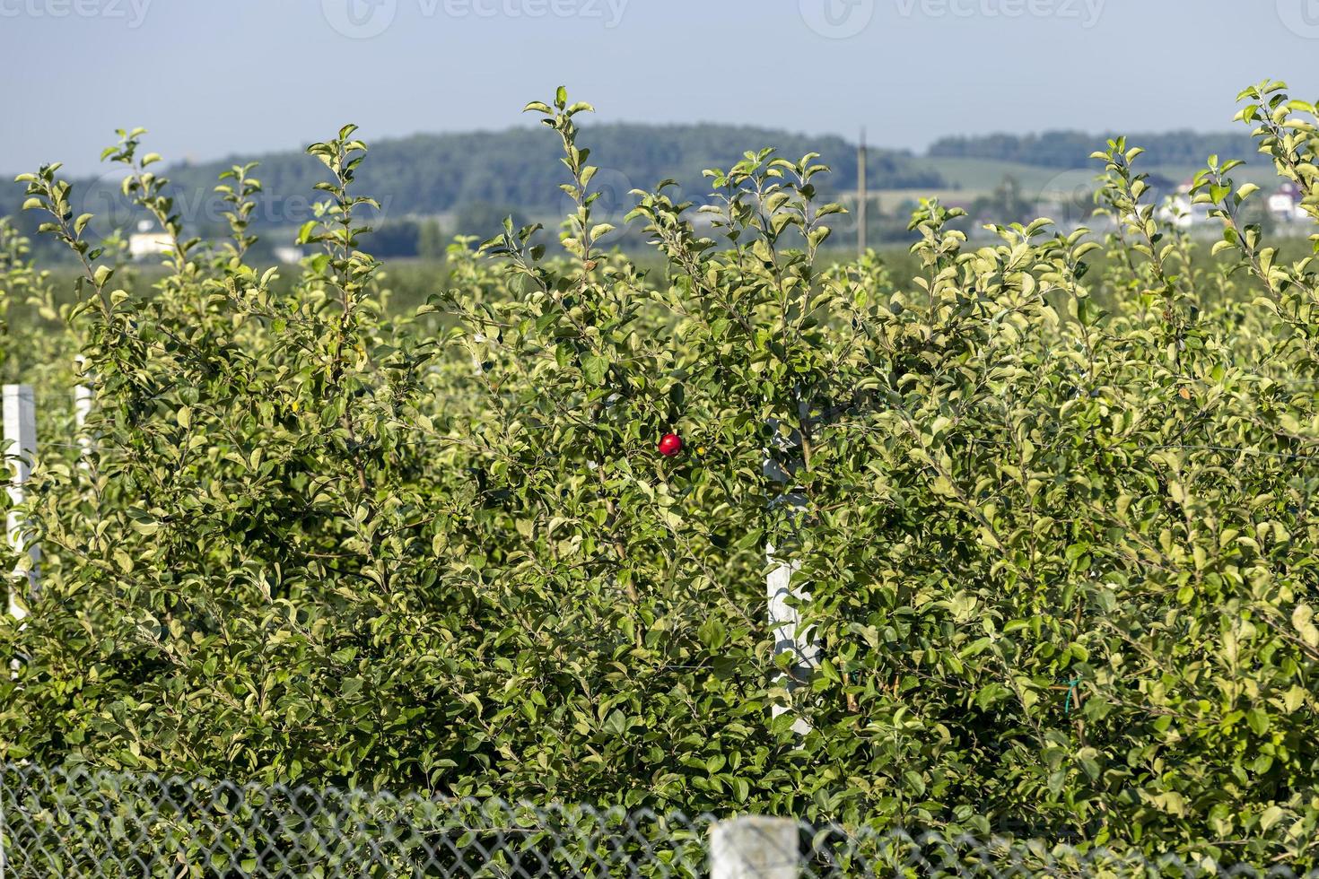 Apple harvest in the apple orchard photo