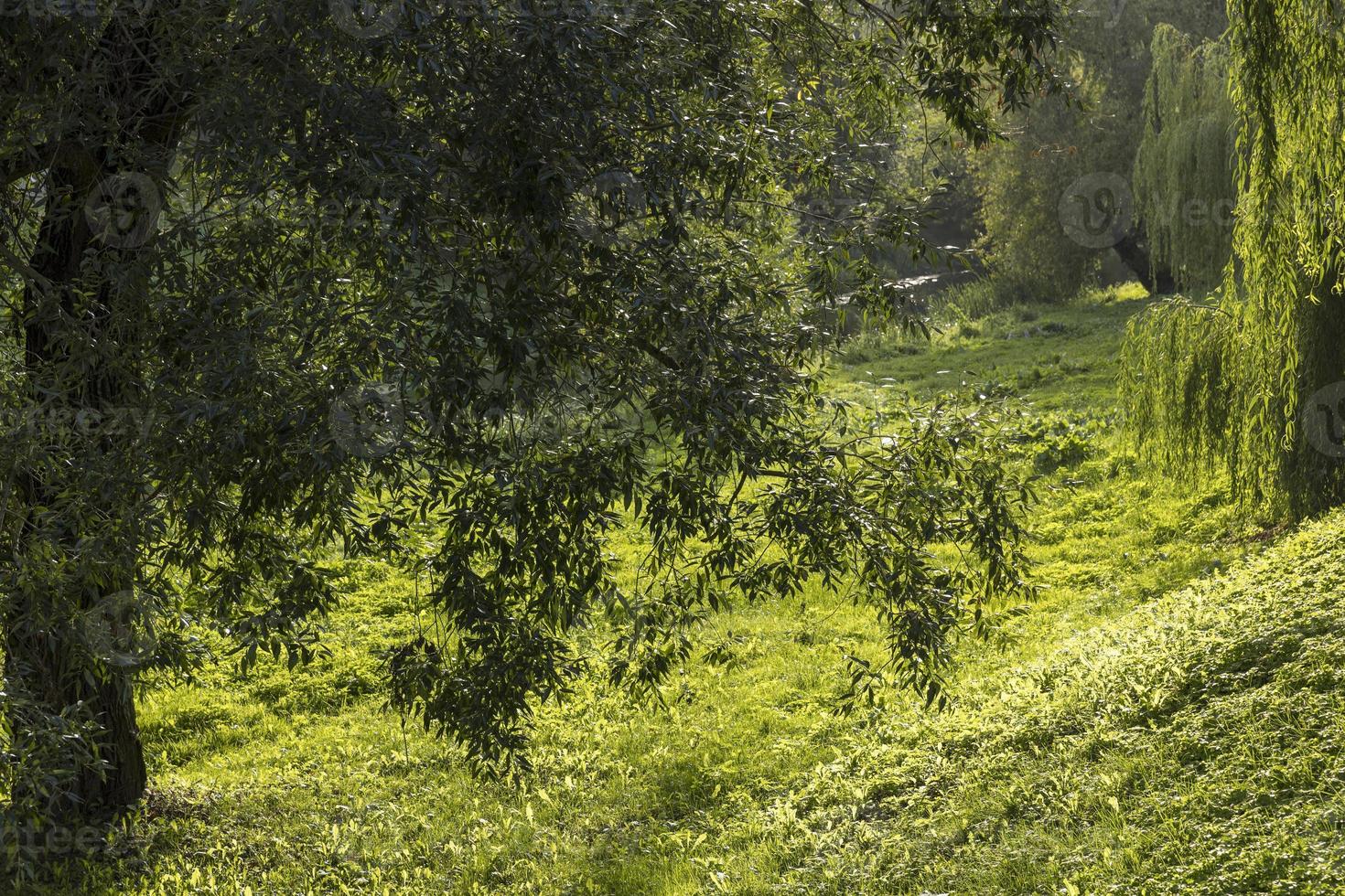 diferentes árboles que crecen juntos en el bosque foto