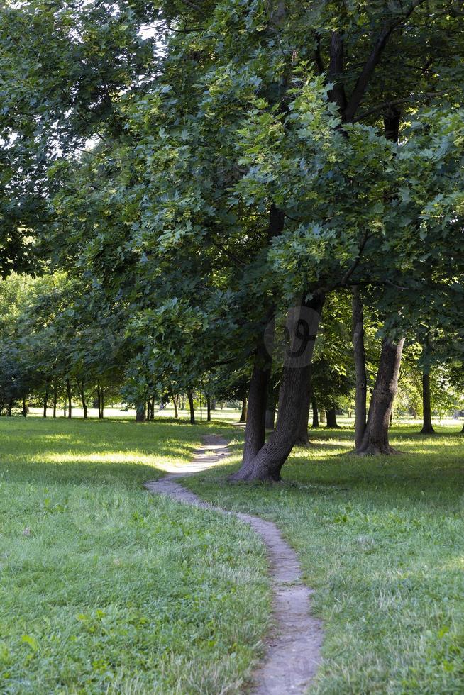 Deciduous trees with green foliage in summer photo