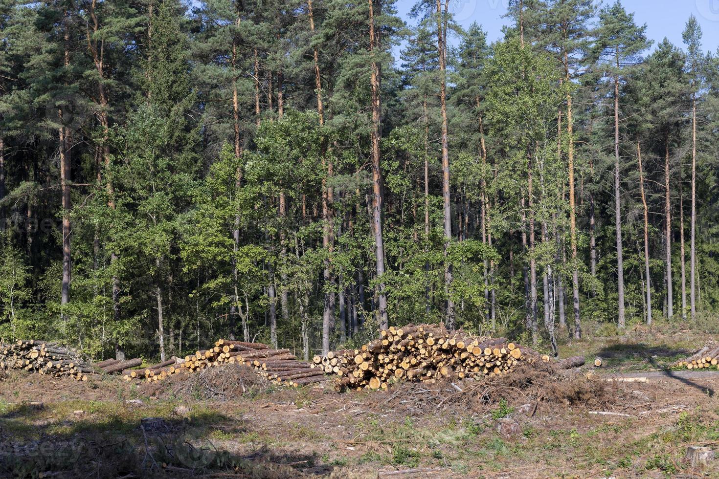 Deforestation for timber harvesting , forest photo