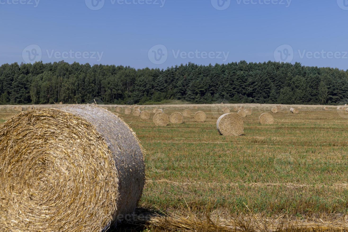 A field with cereals in the summer photo