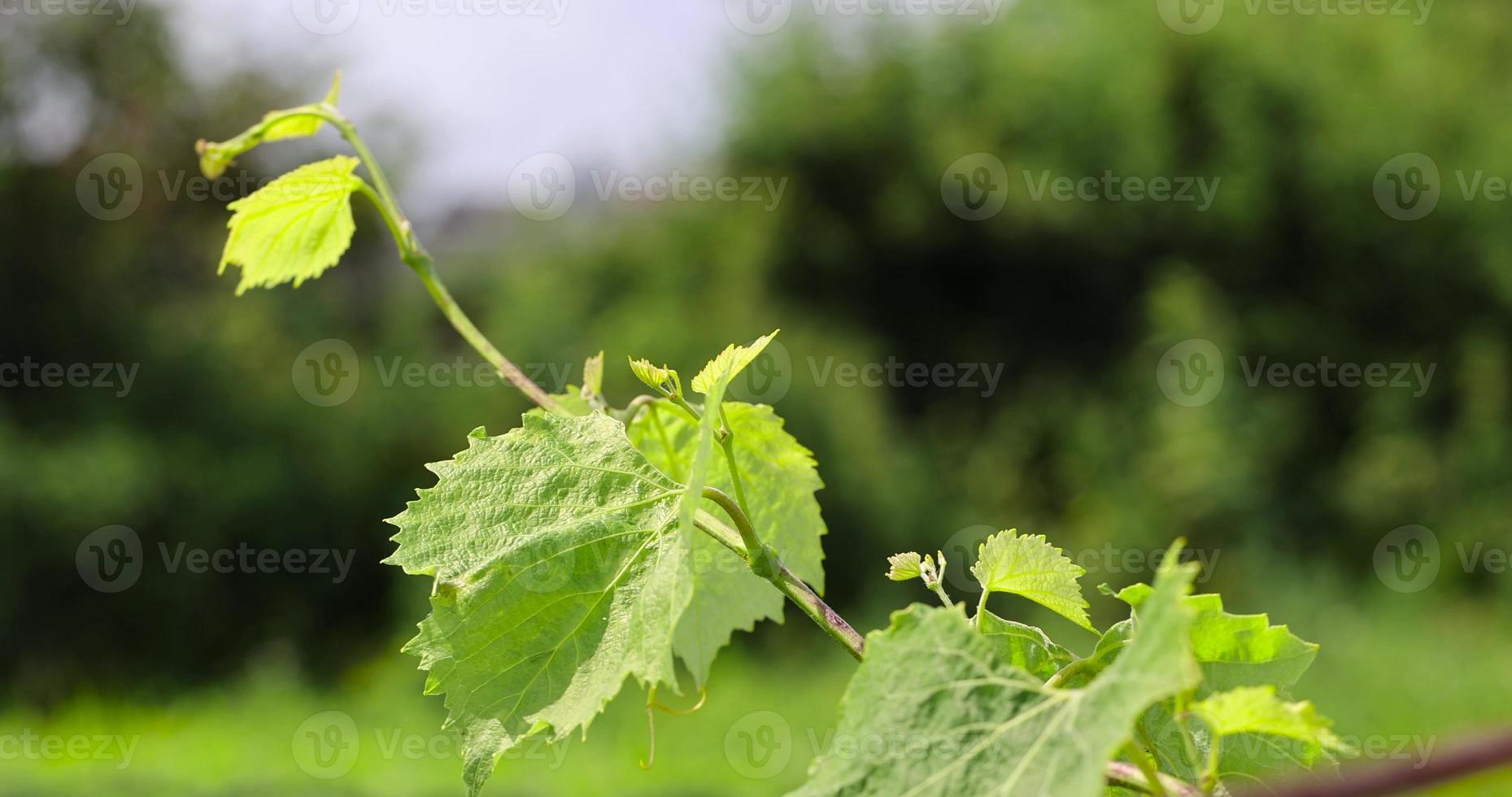 follaje verde de uvas en un clima soleado y ventoso foto