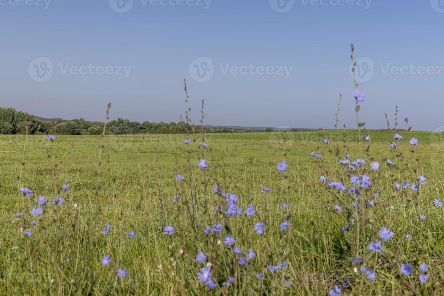 campo con pasto para cosechar forraje para vacas foto