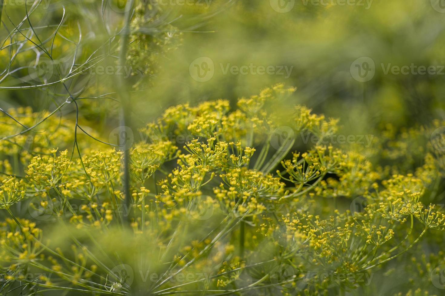 Growing green dill in the field, growing green dill for use as spices photo