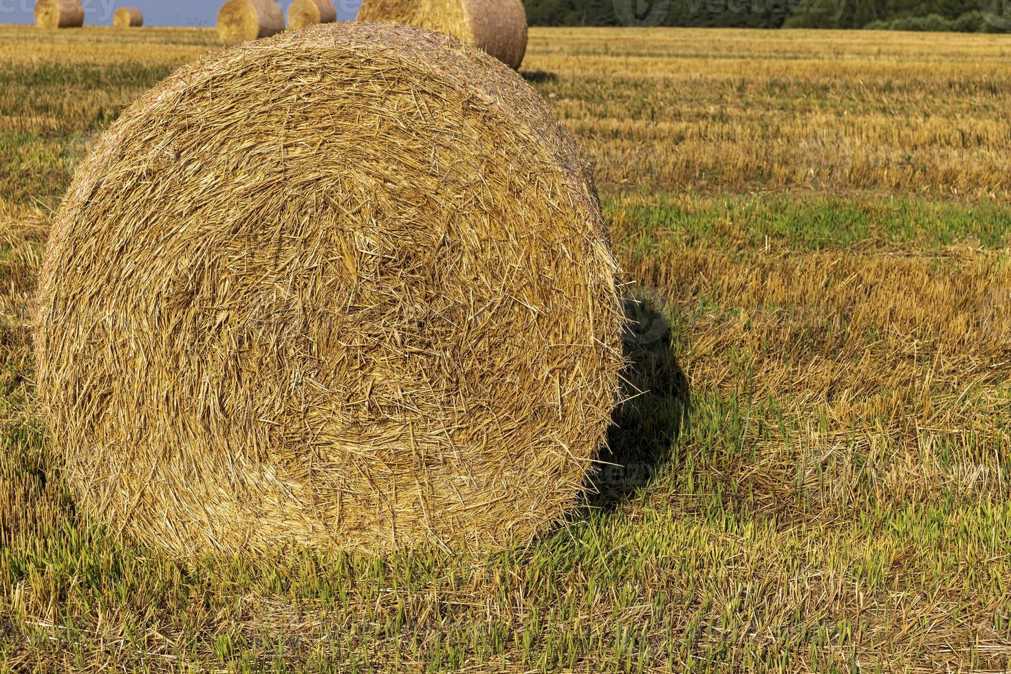 un campo con cereales en el verano foto