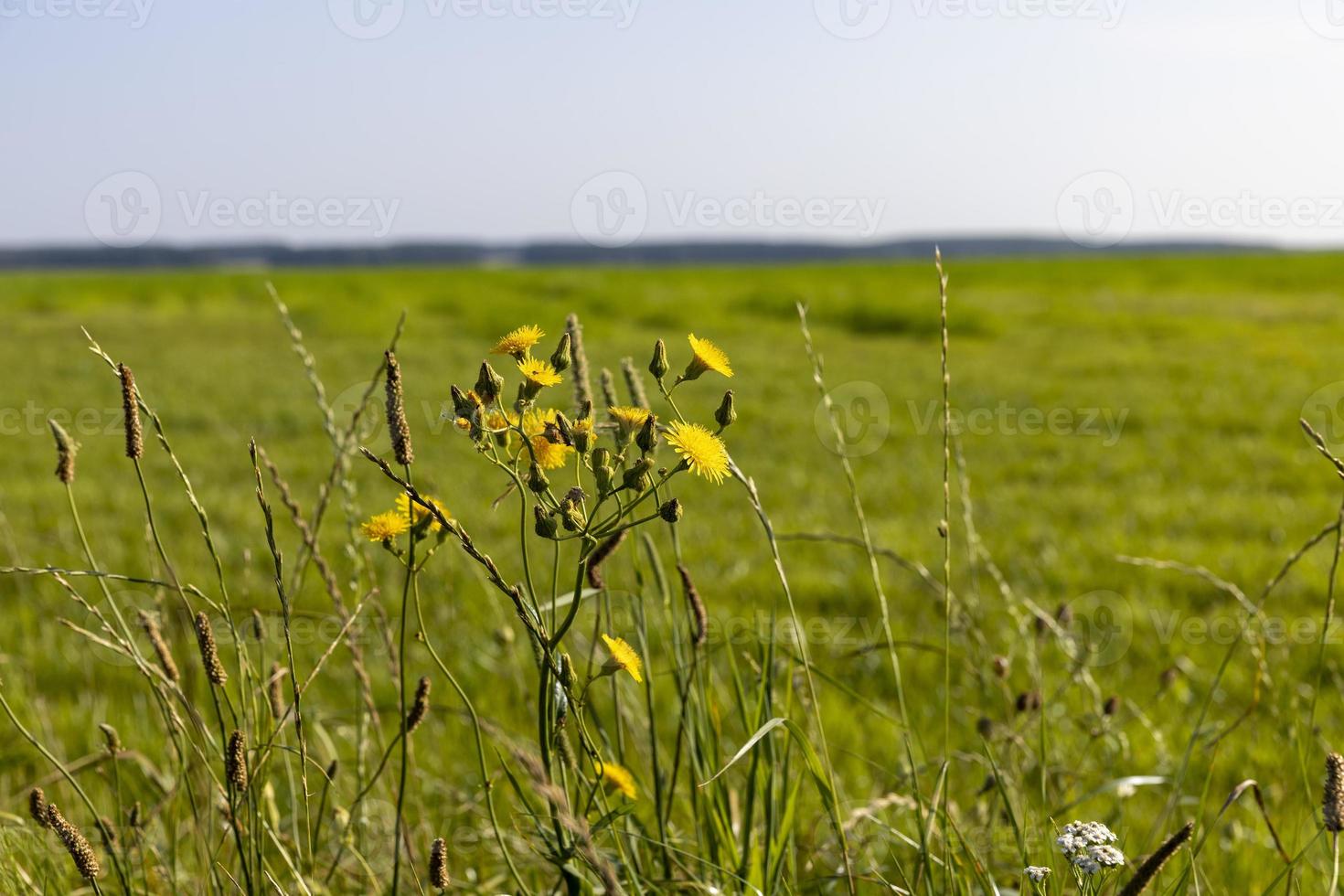 field with grass for harvesting fodder for cows photo