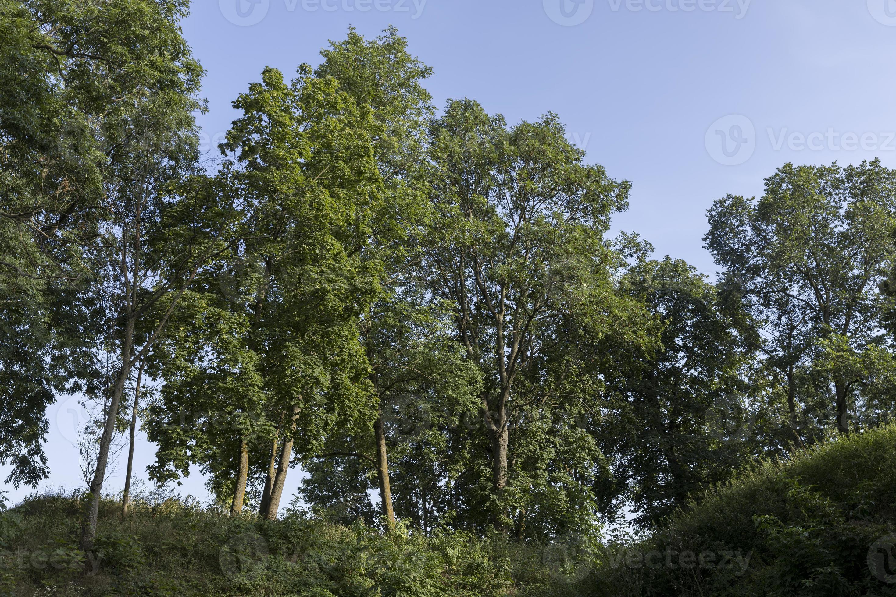 Different trees growing together in the forest 11659423 Stock Photo at
