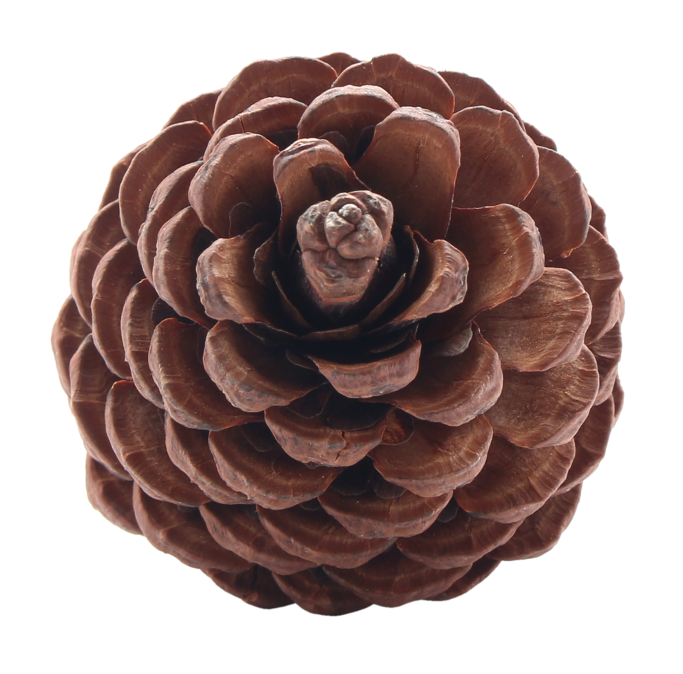 dried pine cones coniferous on transparent background png file