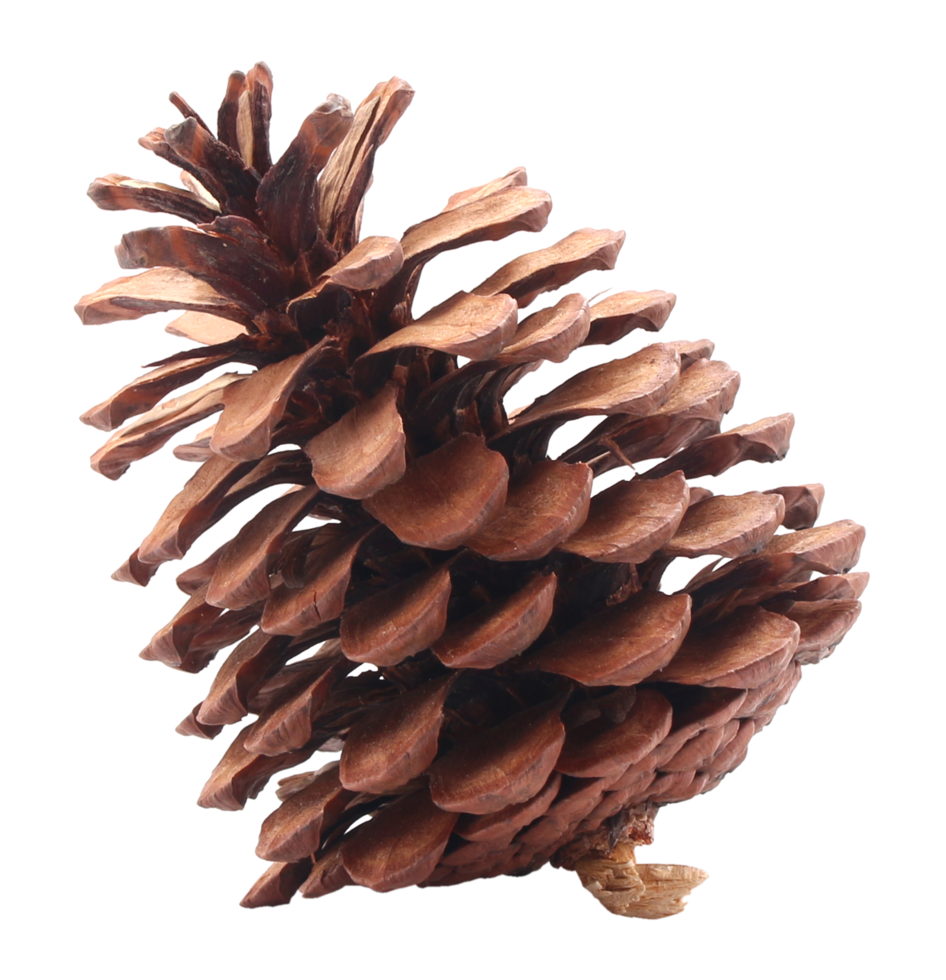 dried pine cones coniferous on transparent background png file