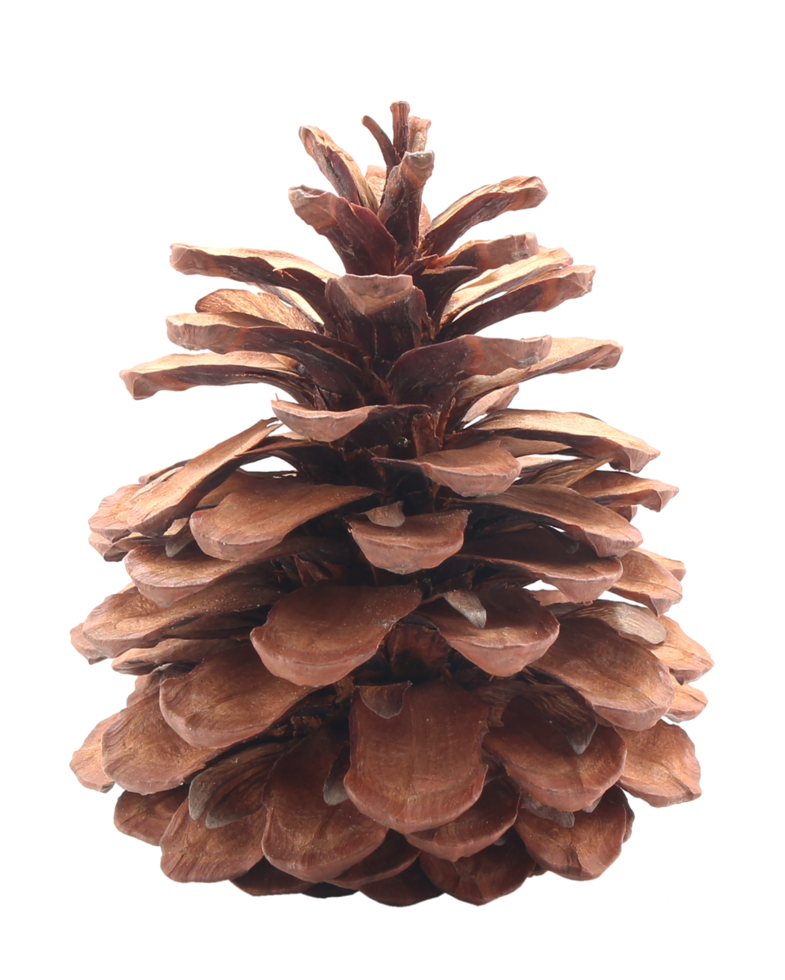 dried pine cones coniferous on transparent background png file