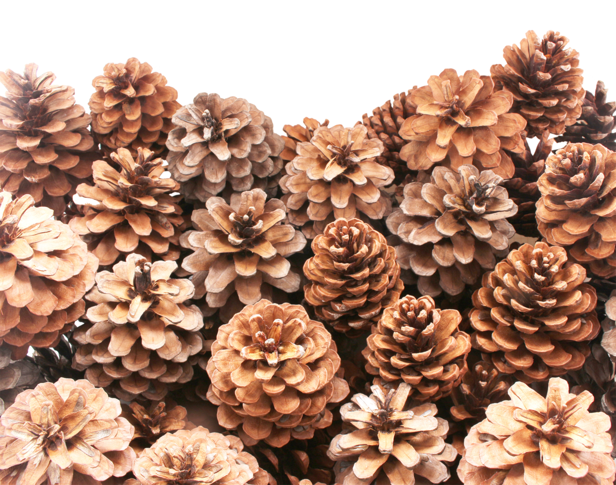 dried pine cones coniferous on transparent background png file