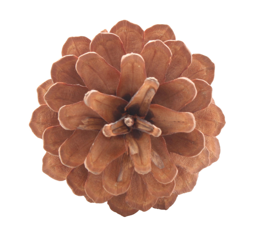 dried pine cones coniferous on transparent background png file