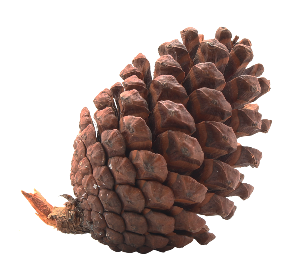 dried pine cones coniferous on transparent background png file