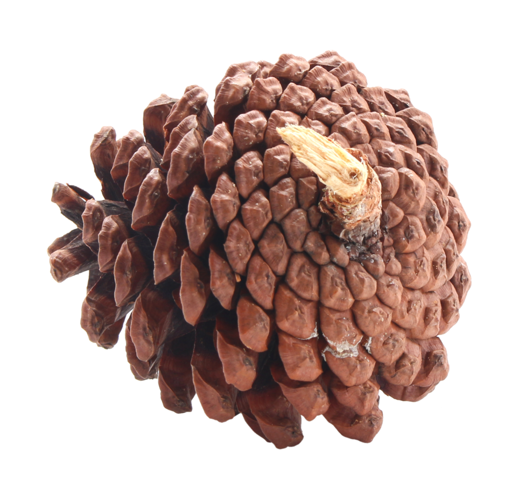 dried pine cones coniferous on transparent background png file