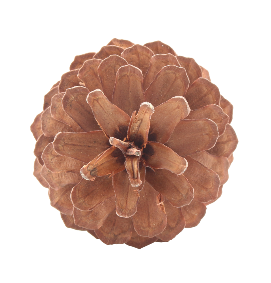 dried pine cones coniferous on transparent background png file