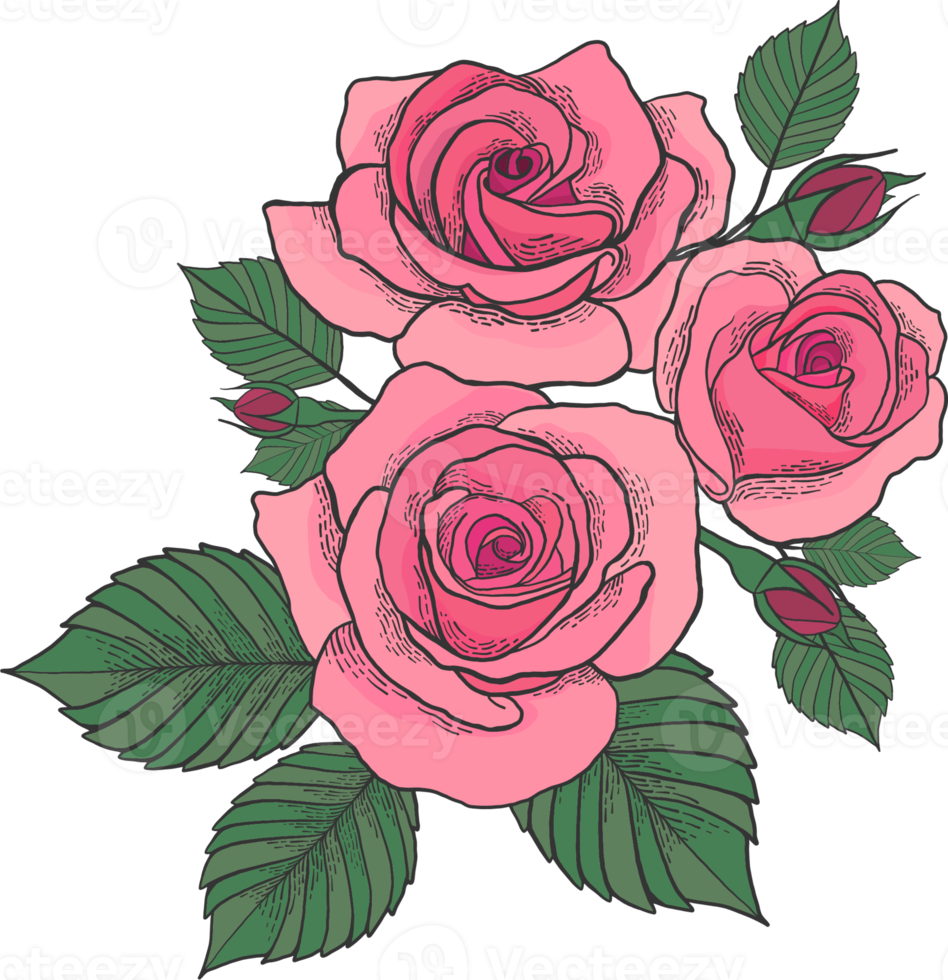 Rose flowers bouquet botanical hand drawn illustration png