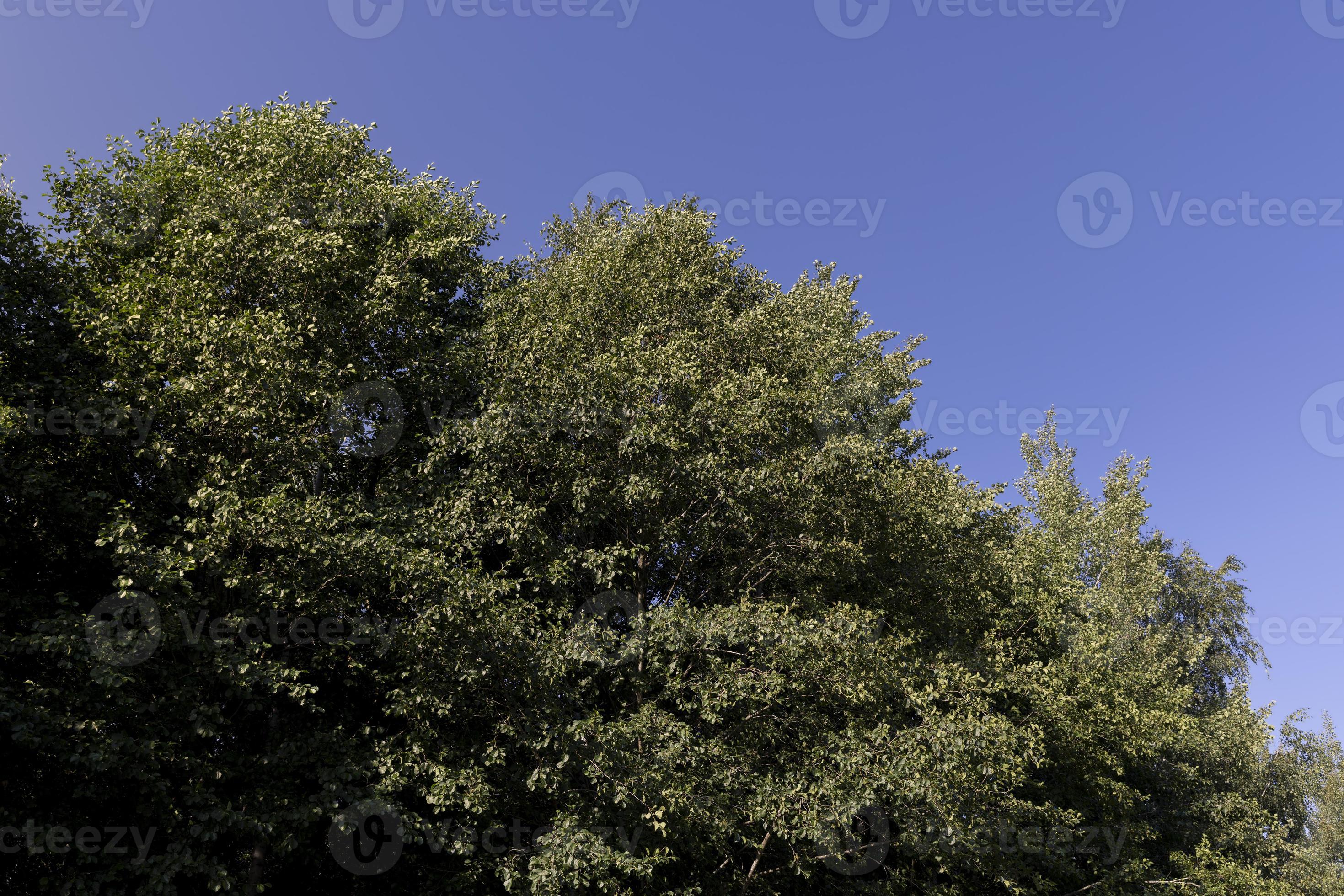 Different trees growing together in the forest 11660193 Stock Photo at