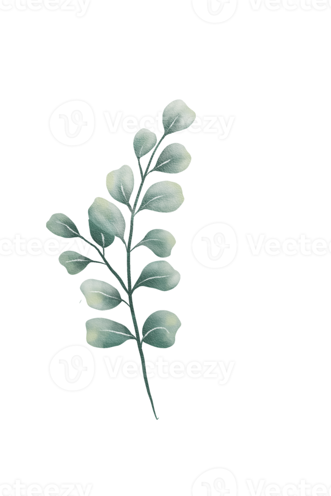 Green watercolor leaves 11660319 PNG