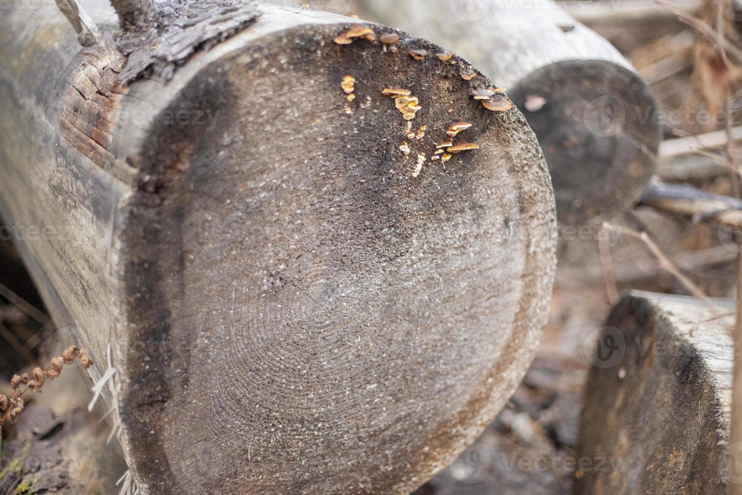 Details of deforestation. Old trees. Dry logs. photo