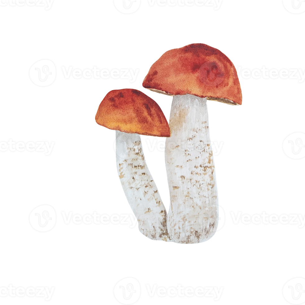 champignon forestier aquarelle png