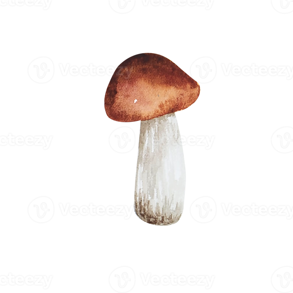 Watercolor forest mushroom png