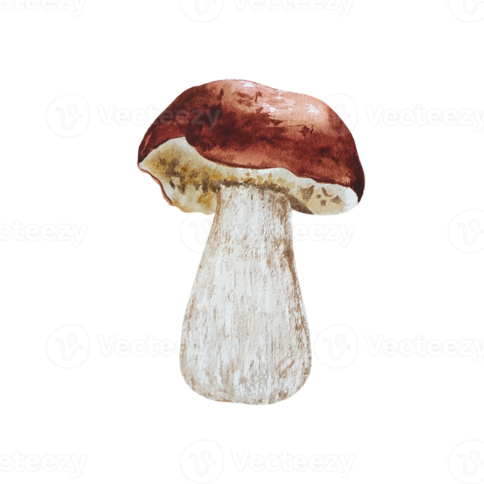 Watercolor forest mushroom png