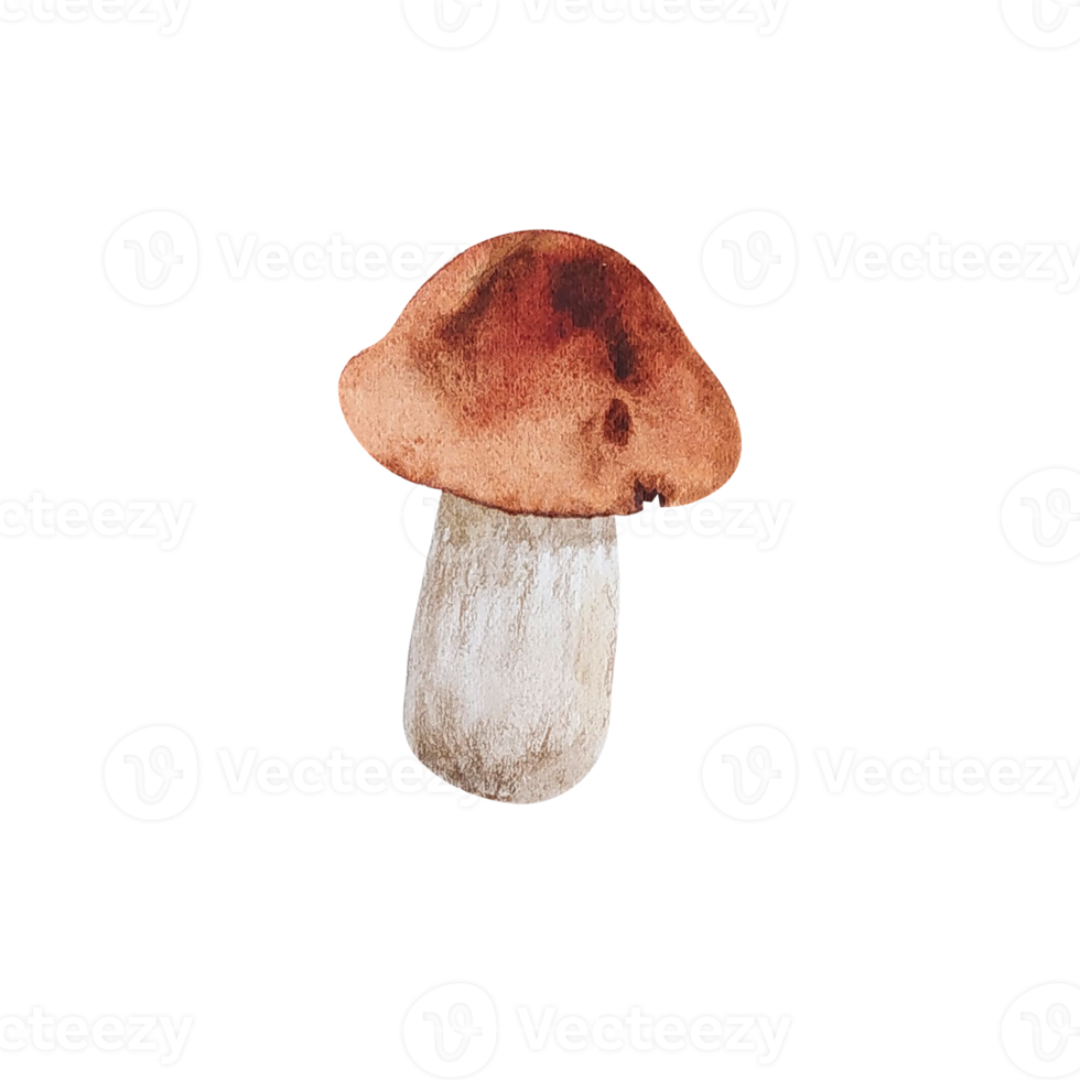 Watercolor forest mushroom png