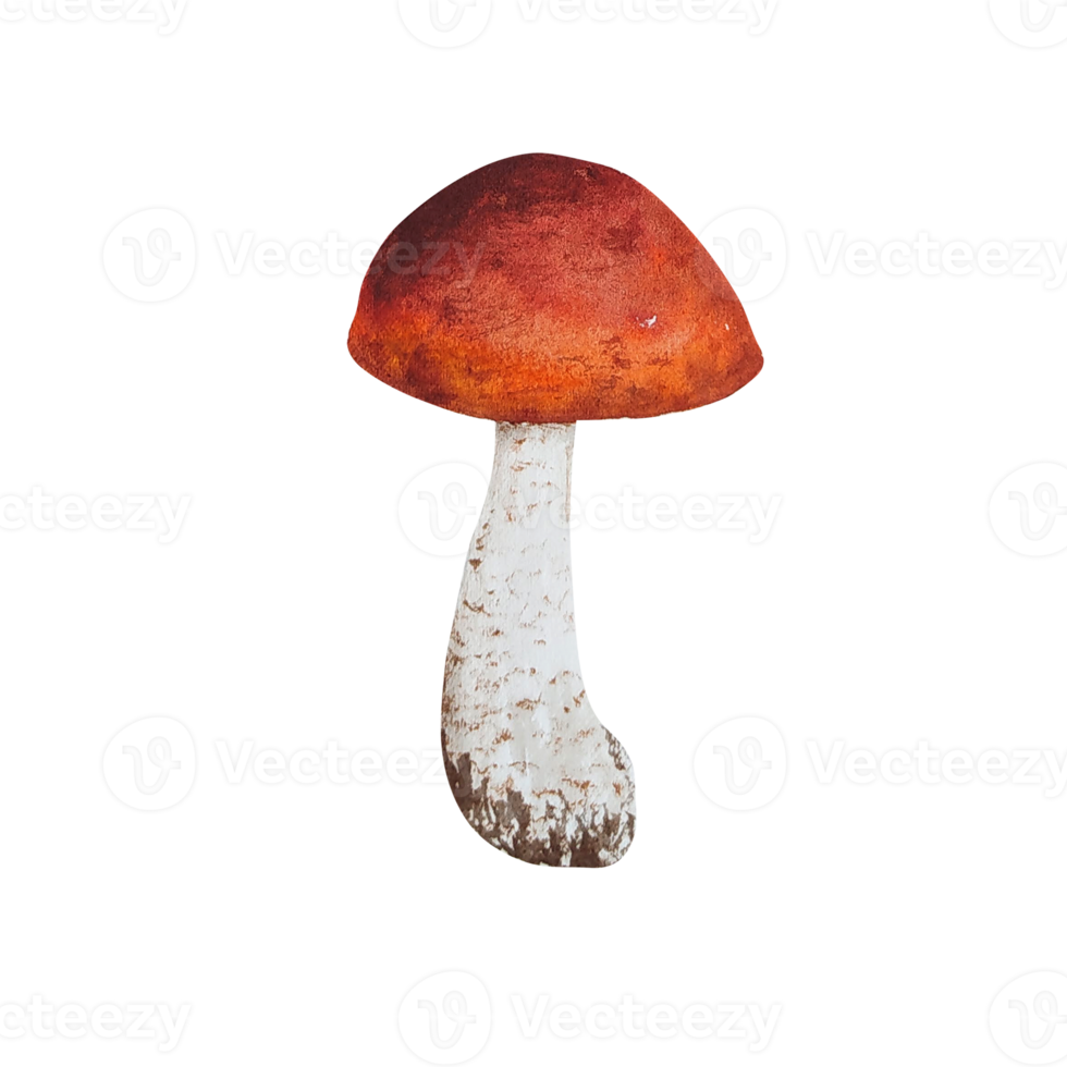 Watercolor forest mushroom png