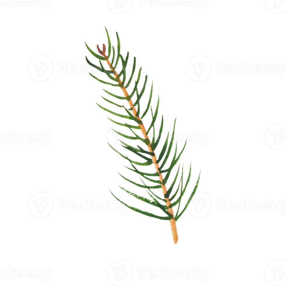 Watercolor branches of evergreen spruce and thuja png