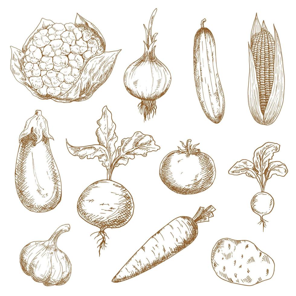 Fresh vegetables hand drawn sketches vector