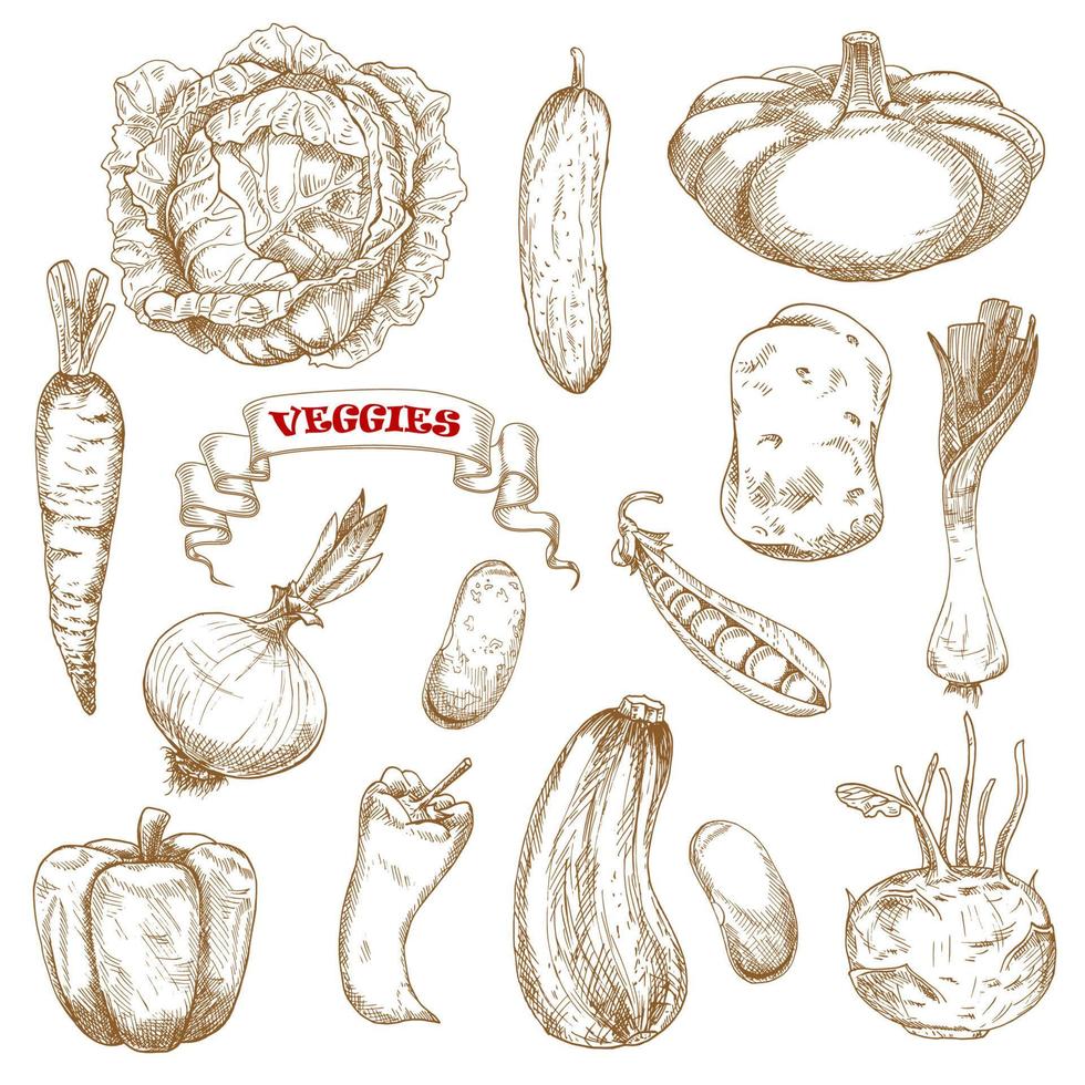 Healthy organic isolated vegetables sketches vector