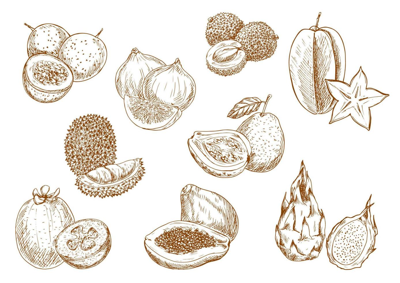 Sweet and juicy exotic fruits sketch icons vector