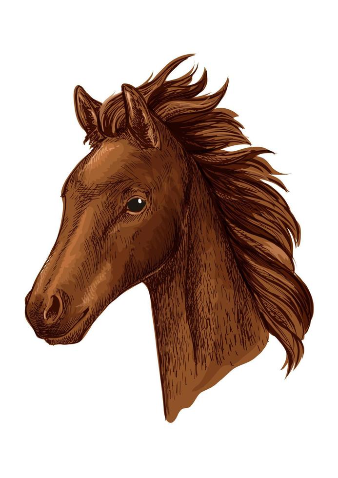 boceto de cabeza de caballo de yegua marrón con potra árabe vector