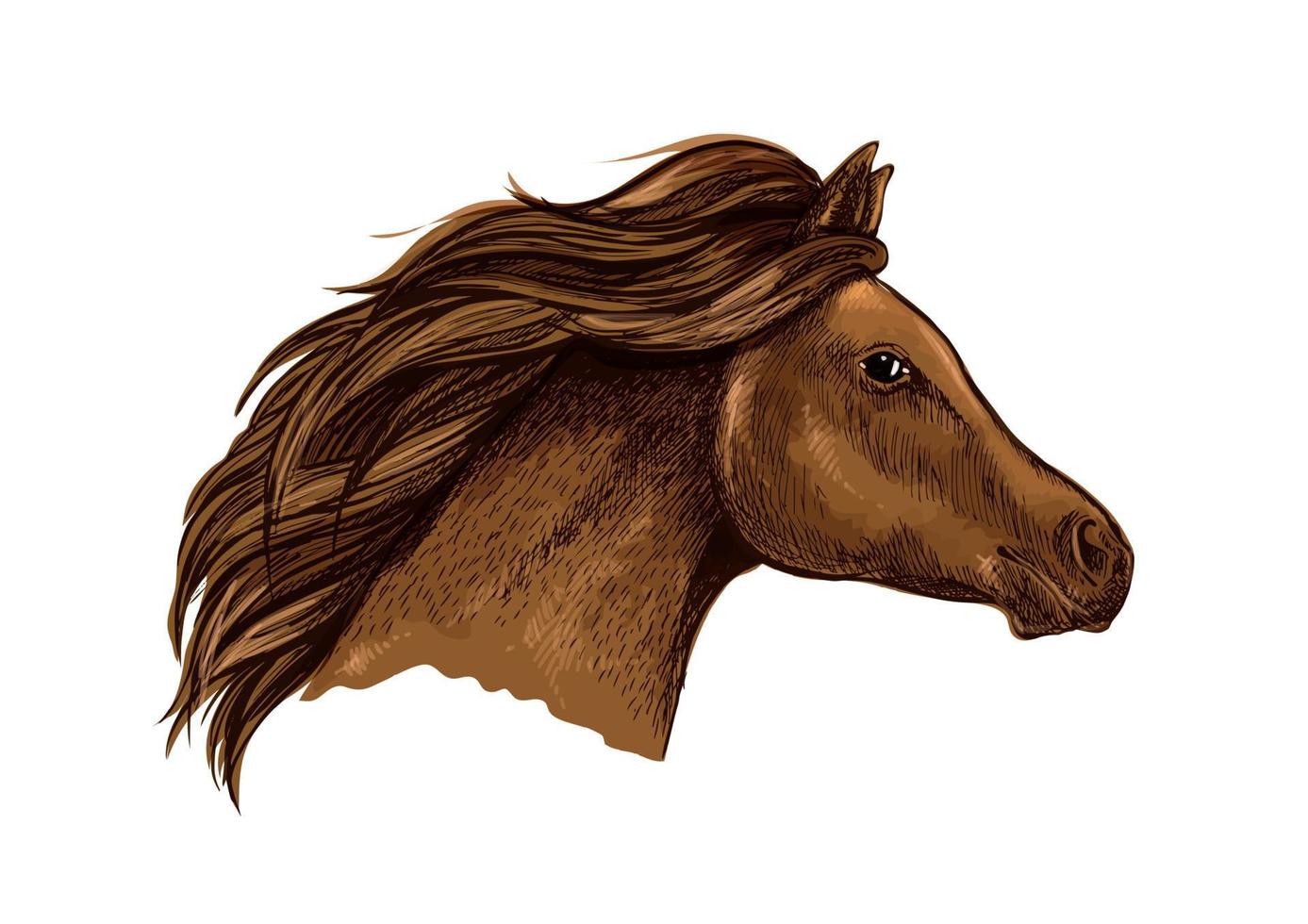 caballo marrón esbozado para el diseño ecuestre vector