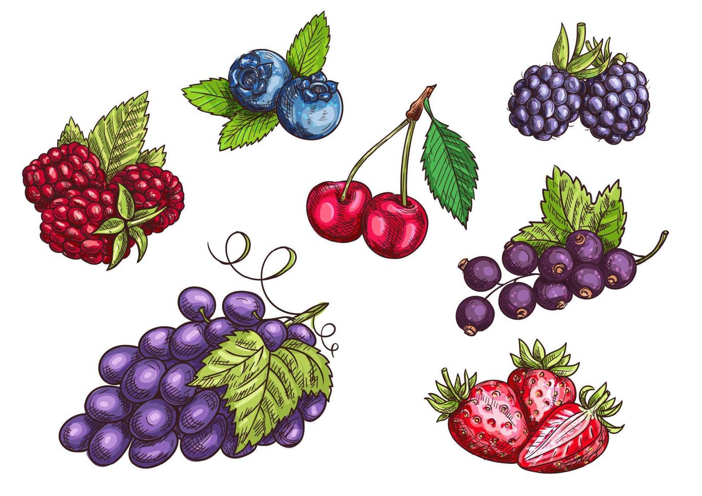 Berries fruits set, color sketches vector