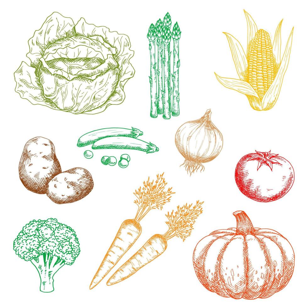 bocetos de colores de verduras de granja orgánica otoñal vector