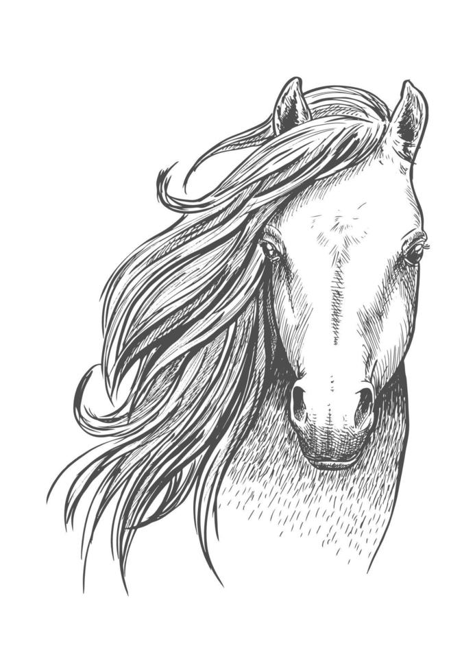 Sketch of wild mustang horse for equine design vector