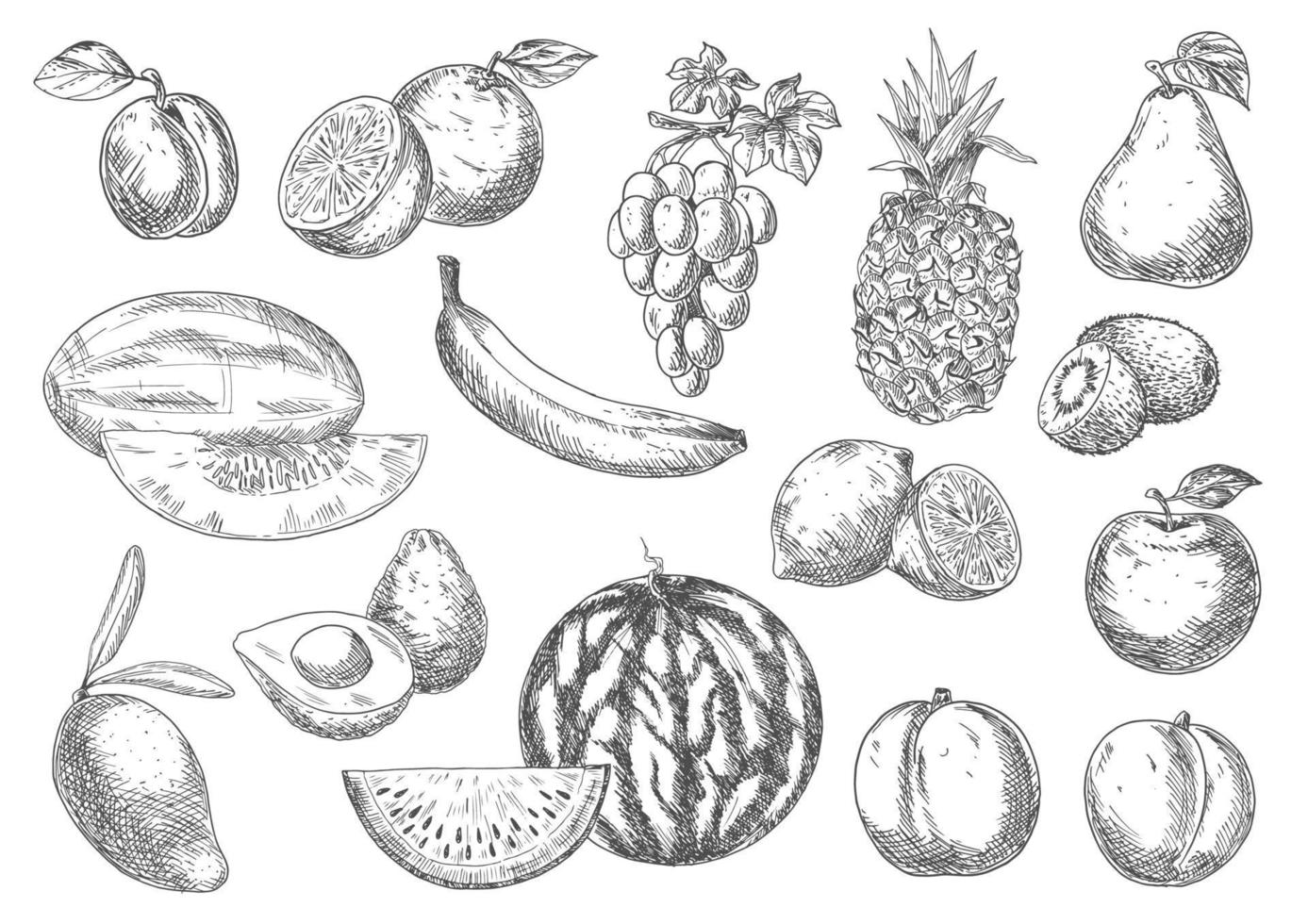 Enjoyable flavorful fresh fruits sketch icons vector