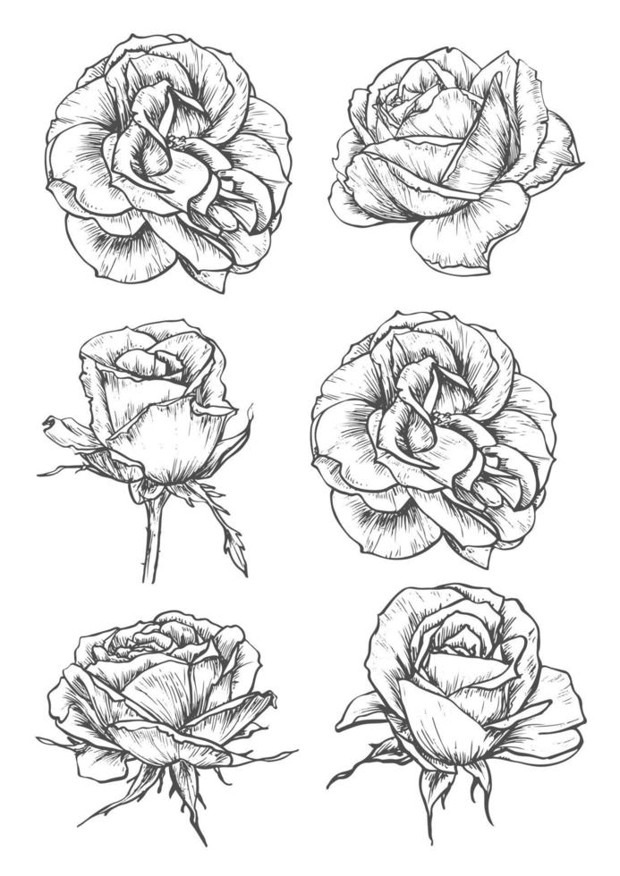 Blooming rose flowers and buds sketches vector