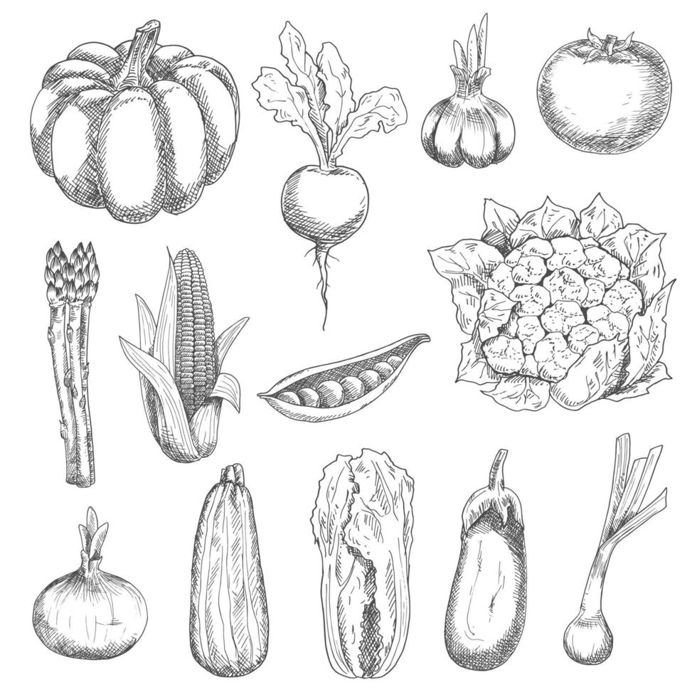Healthful fresh vegetables engraving sketches vector