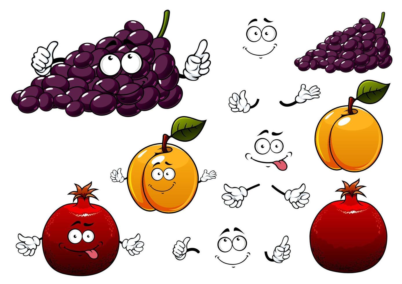 Grape, apricot and pomegranate fruits vector