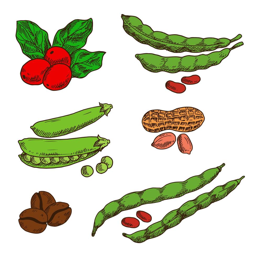 bocetos de maní, café, guisantes y frijoles vector