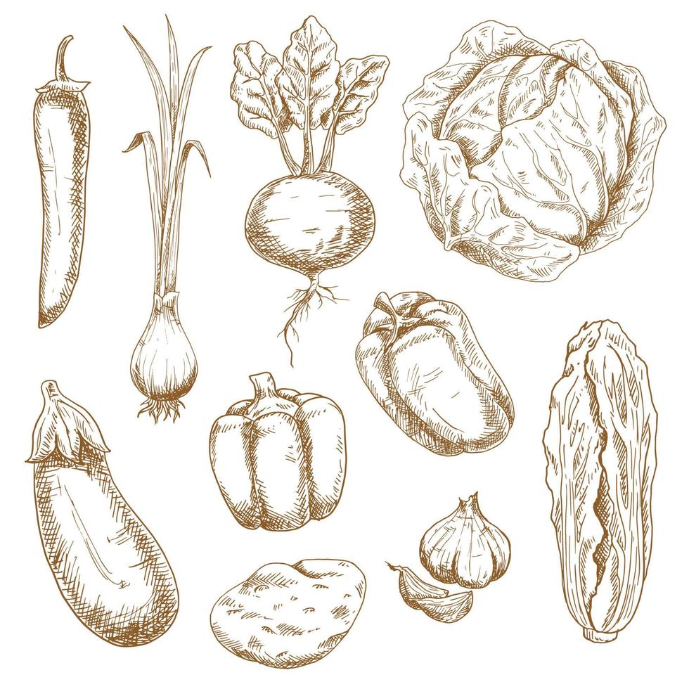 Sketch icons of farm and garden vegetables vector